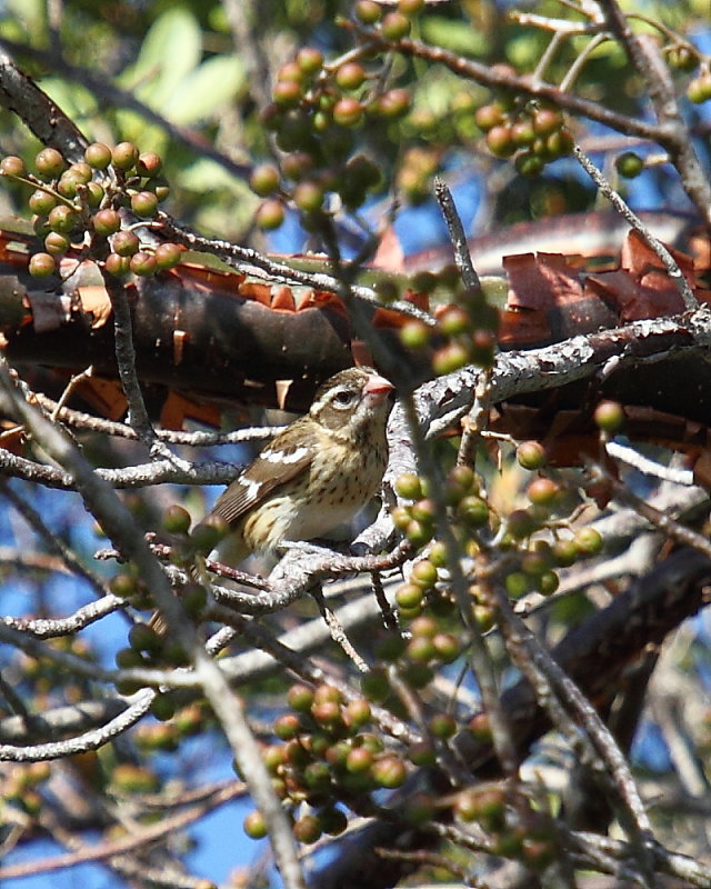Female Rosebreasted Grosbeak