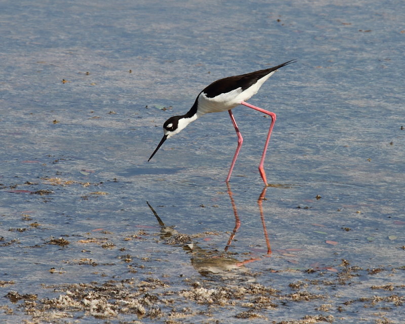 Black-necked Stilt