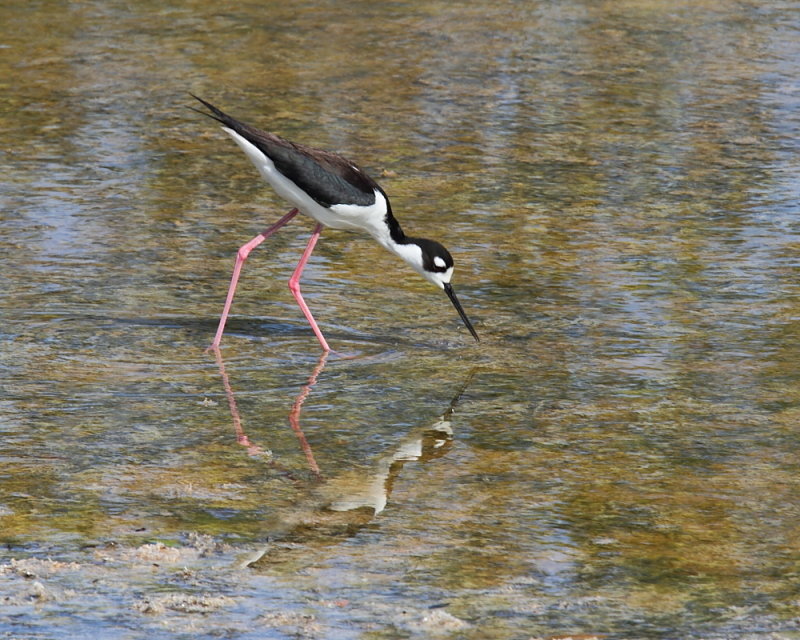 Blacknecked stilt
