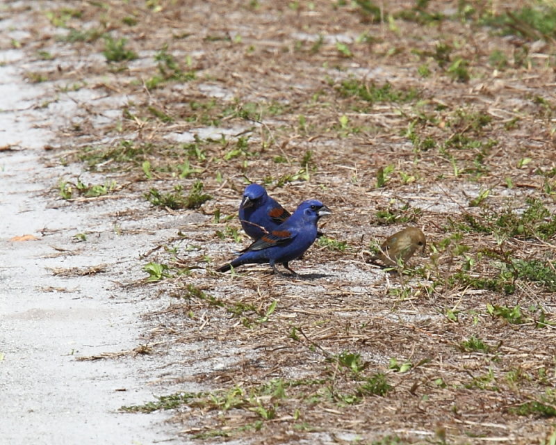 Blue Grosbeak