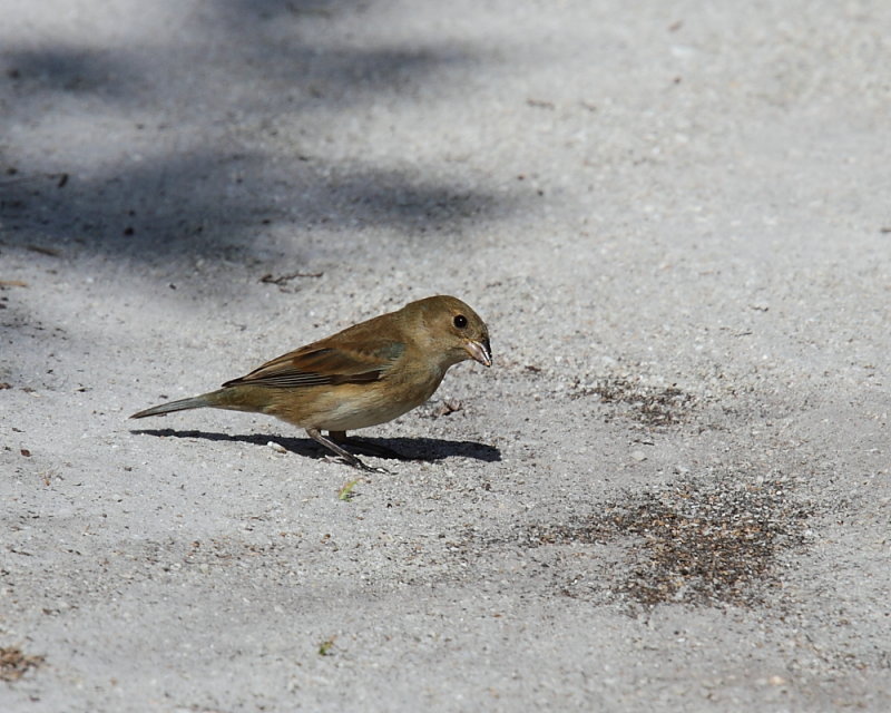 Female Indigo Bunting