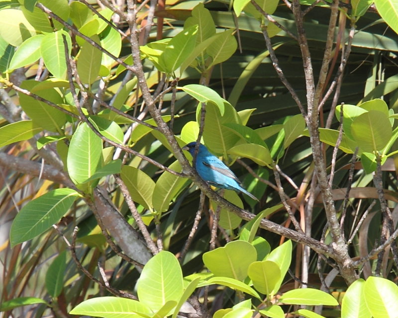 Indigo Bunting