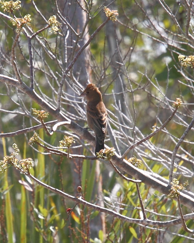 Female Blue Grosbeak