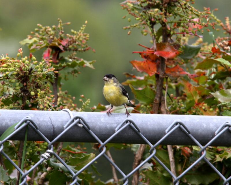 Lesser Goldfinch