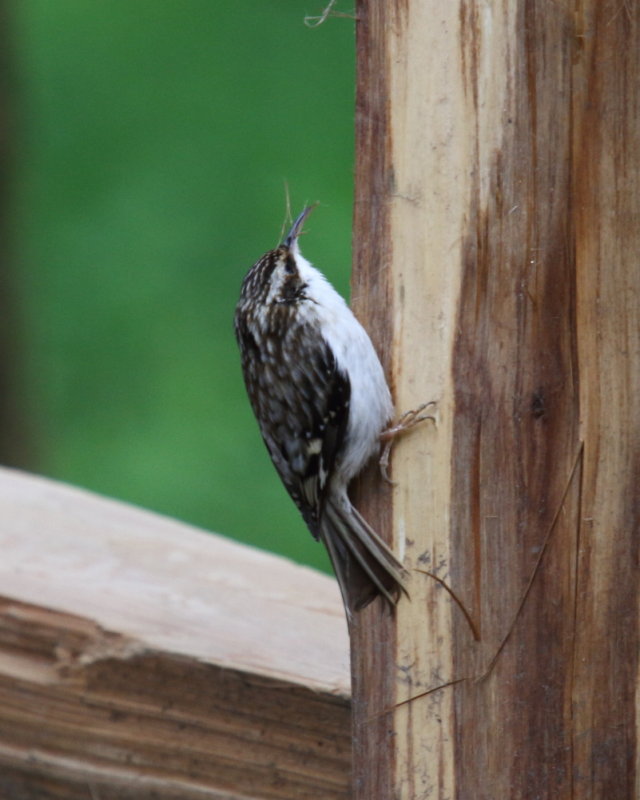 Brown Creeper