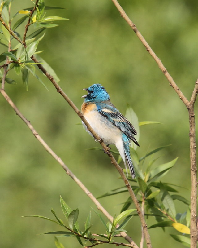 Luzuli bunting