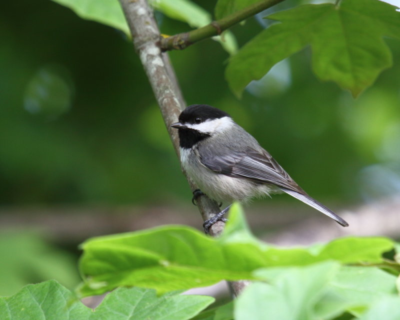 Black capped Chickadee