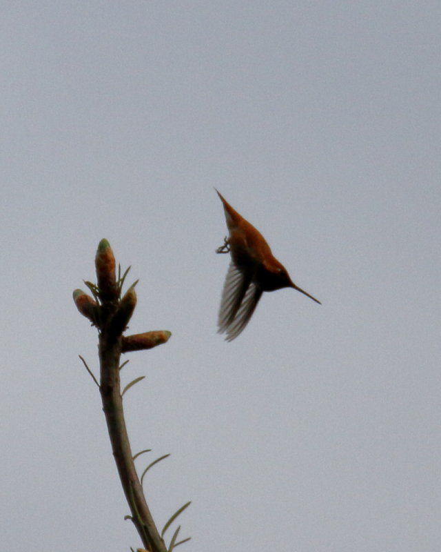 Rufous Hummingbird