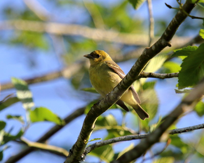Female Western Tanager
