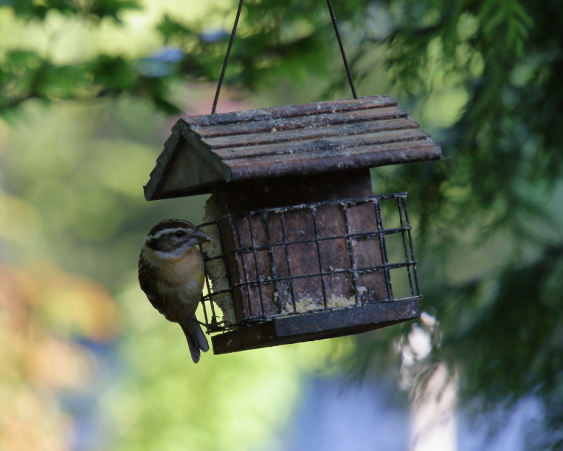 female Black headed grosbeak