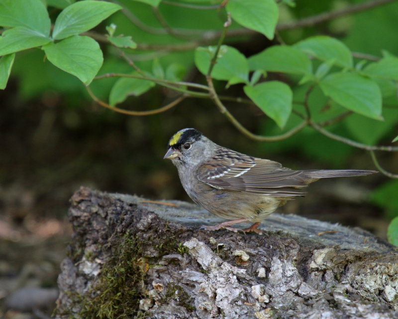 Gold crowned Sparrow