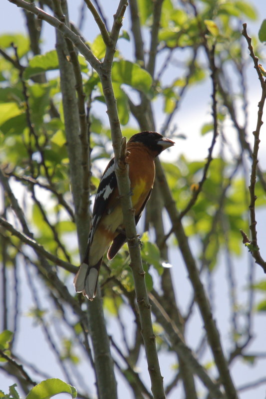 Black headed Grosbeak