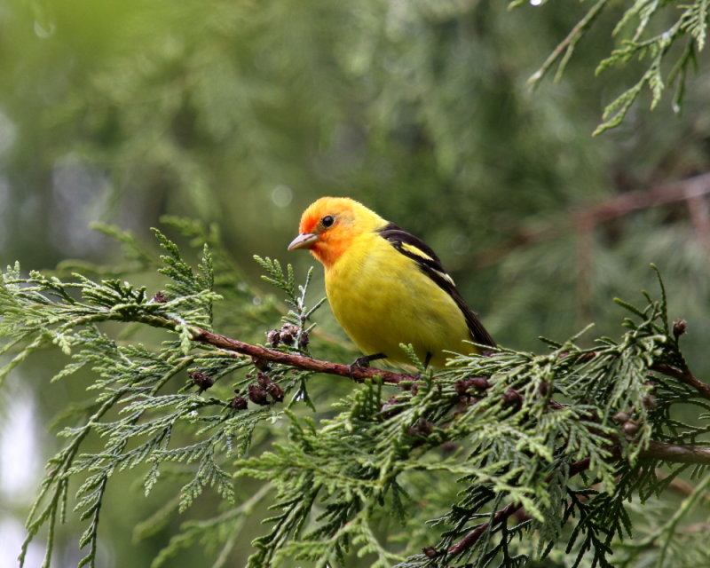 Male Western Tanager