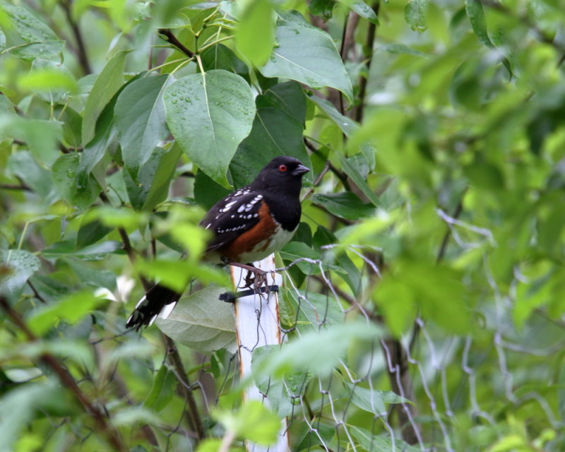 Spotted Towhee