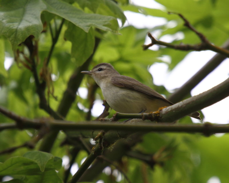 Warbling Verio