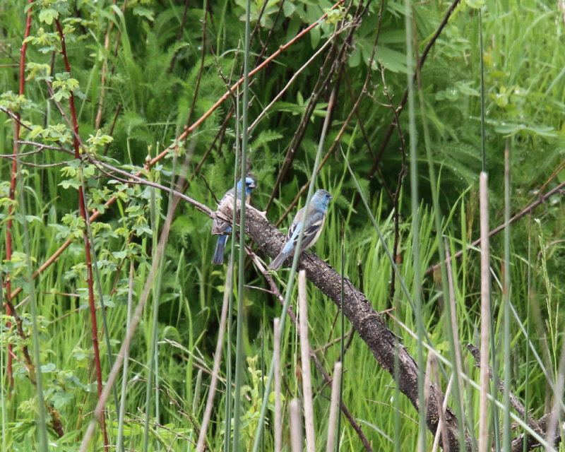 Luzuli buntings
