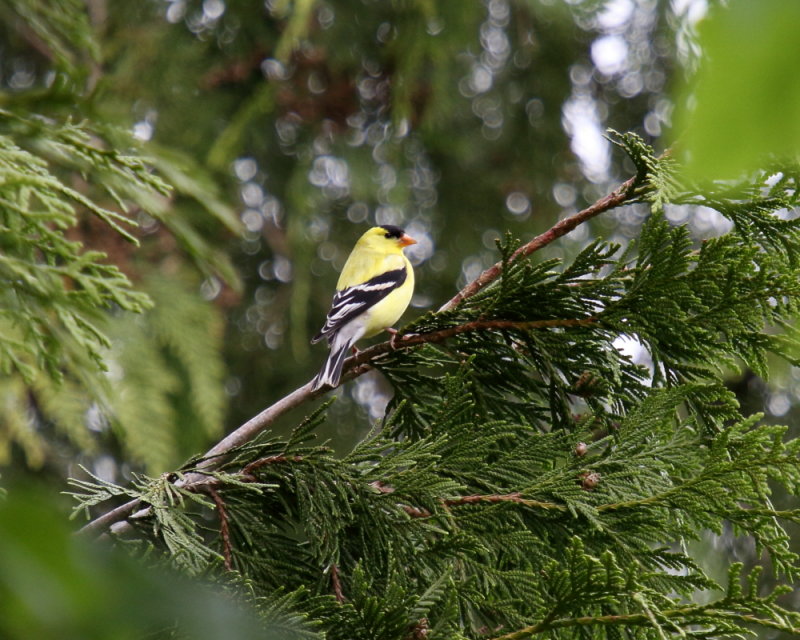 American Goldfinch