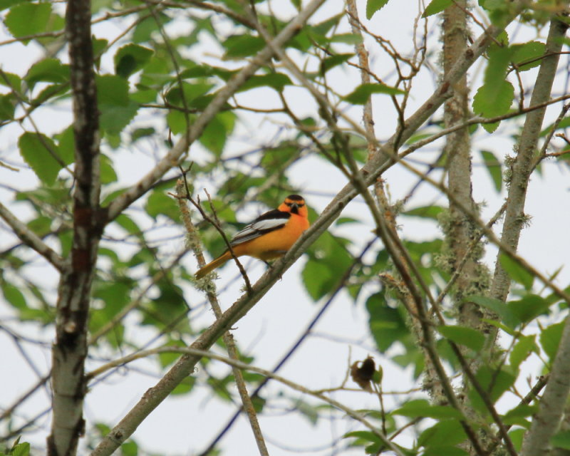 Bullocks Oriole