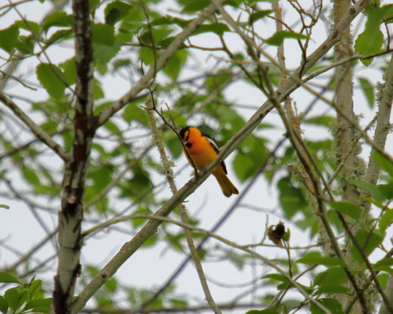 Bullocks Oriole