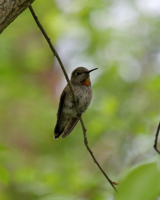 Anna's Hummingbird