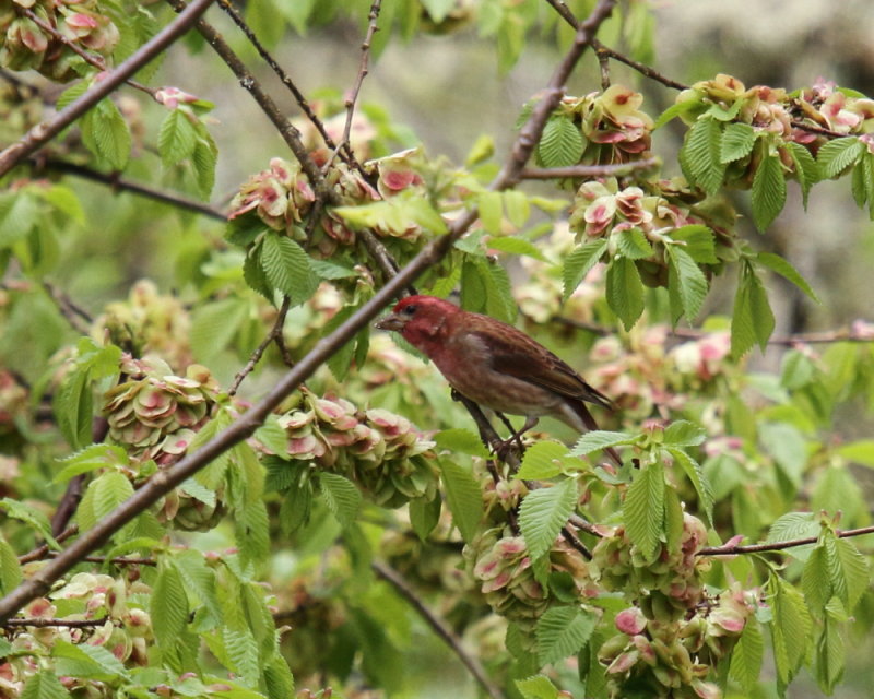 Purple Finch