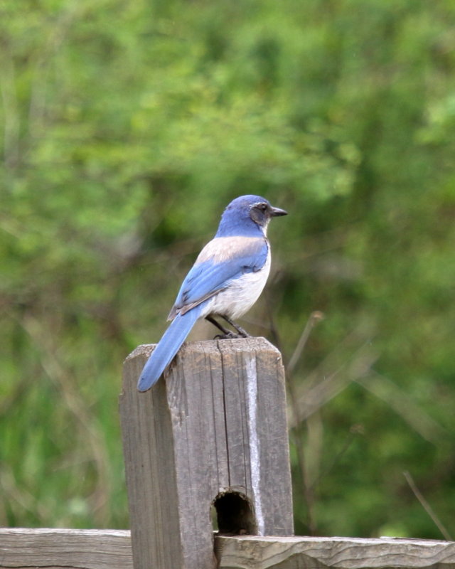 Western scrub Jay