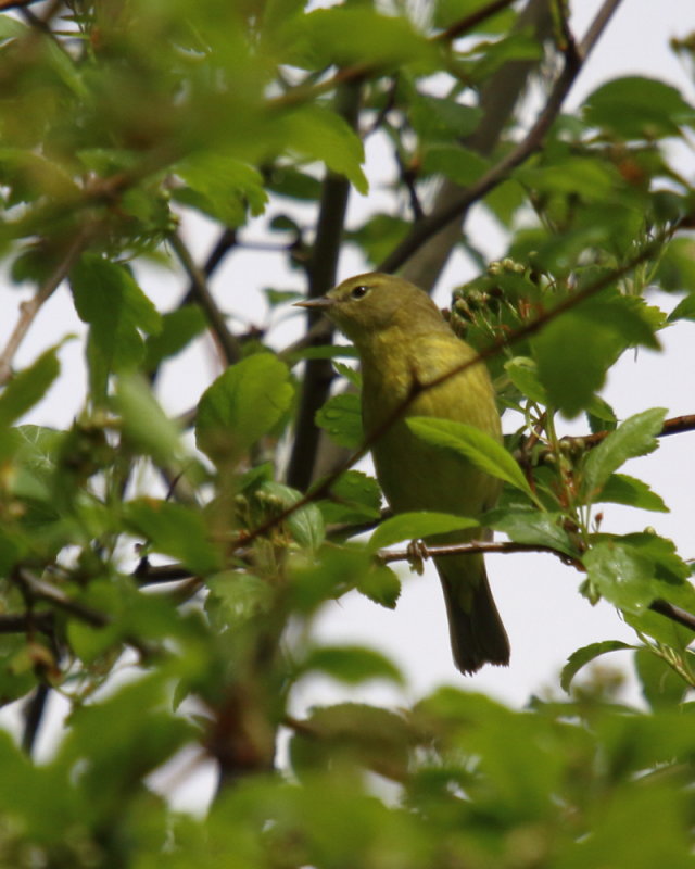 Orange Crown Warbler