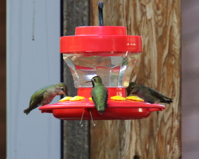 IMG_6149res.JPG