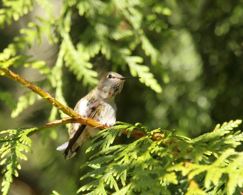 Anna's Hummingbird