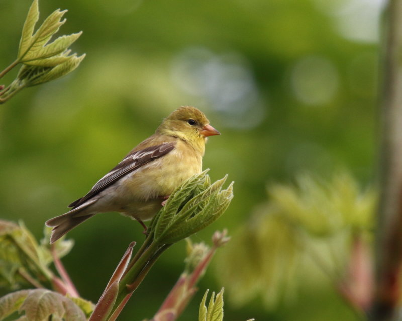 Female American Goldfinch