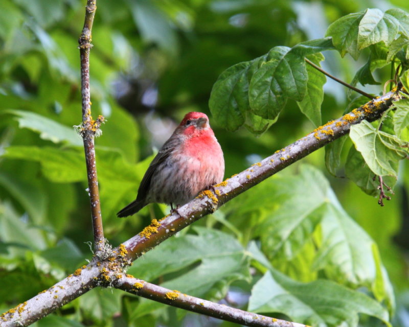 House Finch