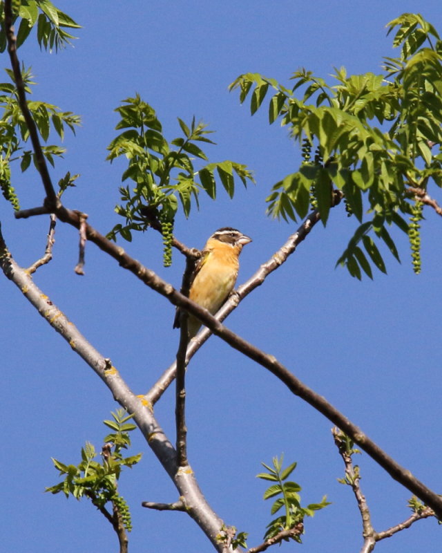 Female Black headed Grosbeak