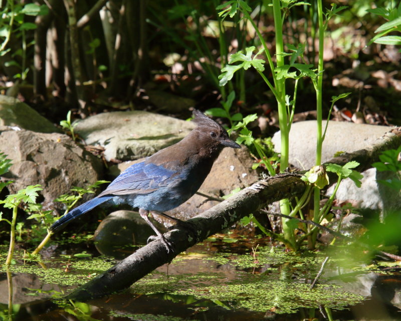 Steller's Jay