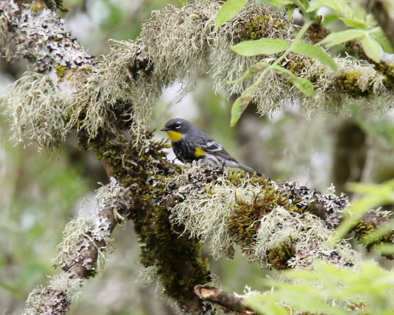 Audubon's Warbler