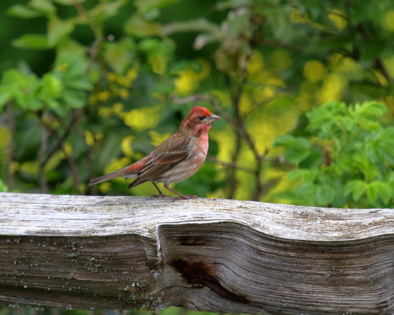 Purple Finch