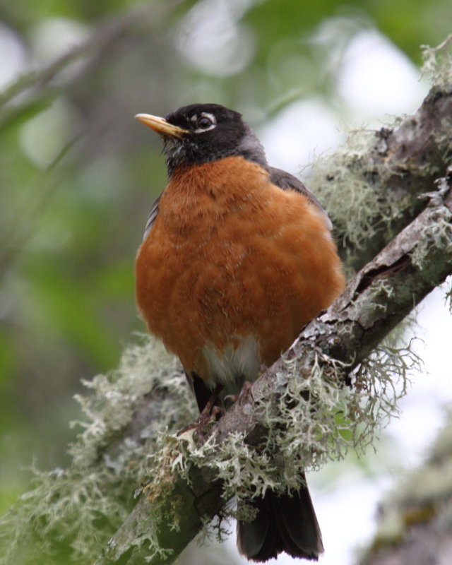 Robin