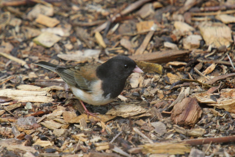 Dark Eyed Junco (Oregon)