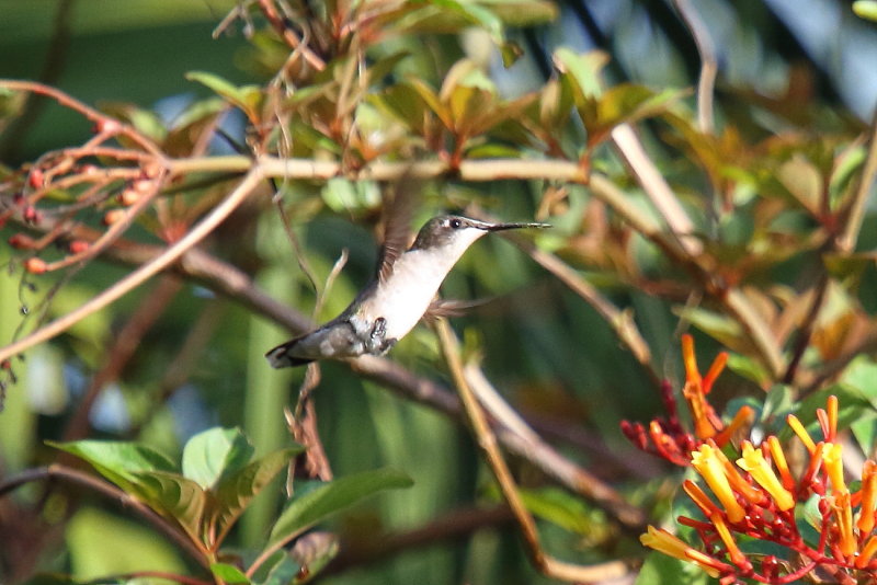Ruby throat Hummingbird