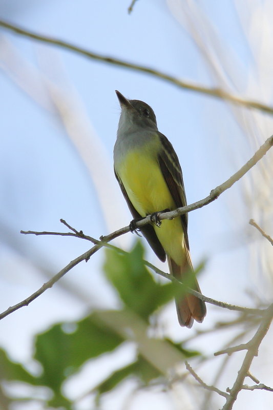 Great Crested Flycatcher