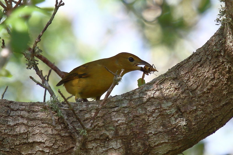 Summer Tanager