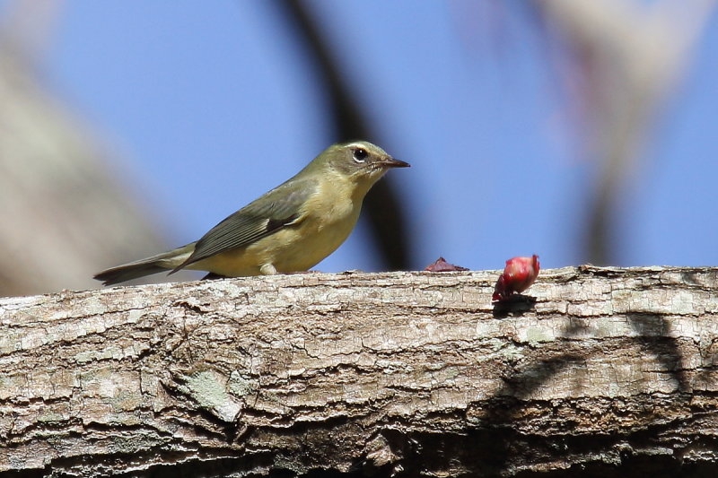 Black-throated Blue Warbler