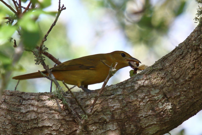 Summer Tanager