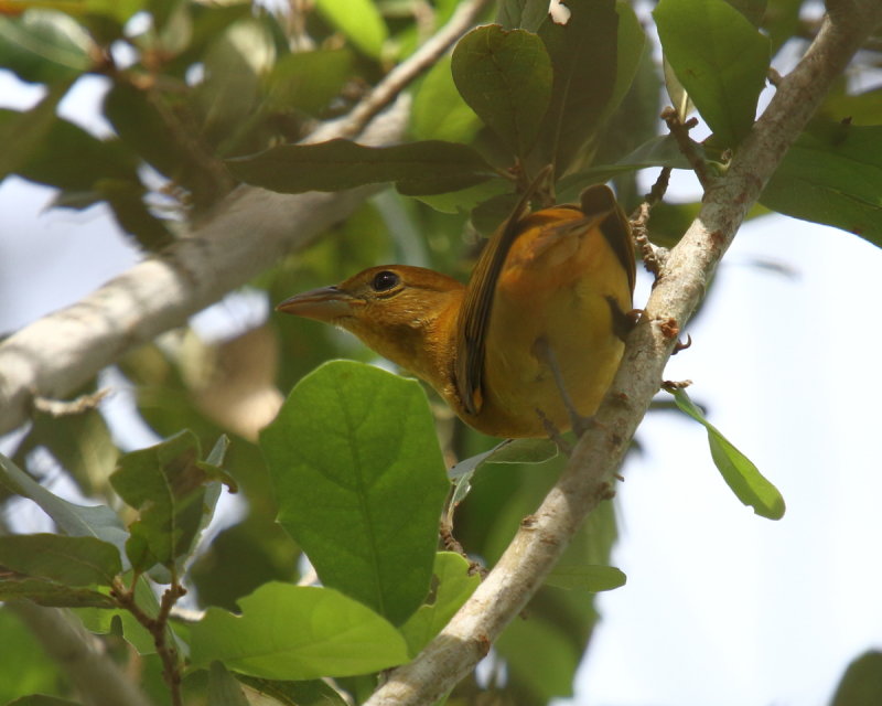 IMG_9522res.JPG
