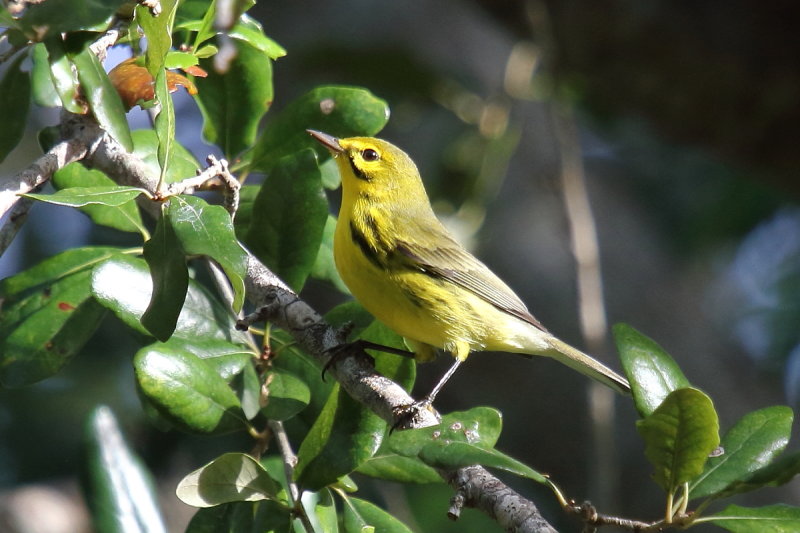 Prairie warbler