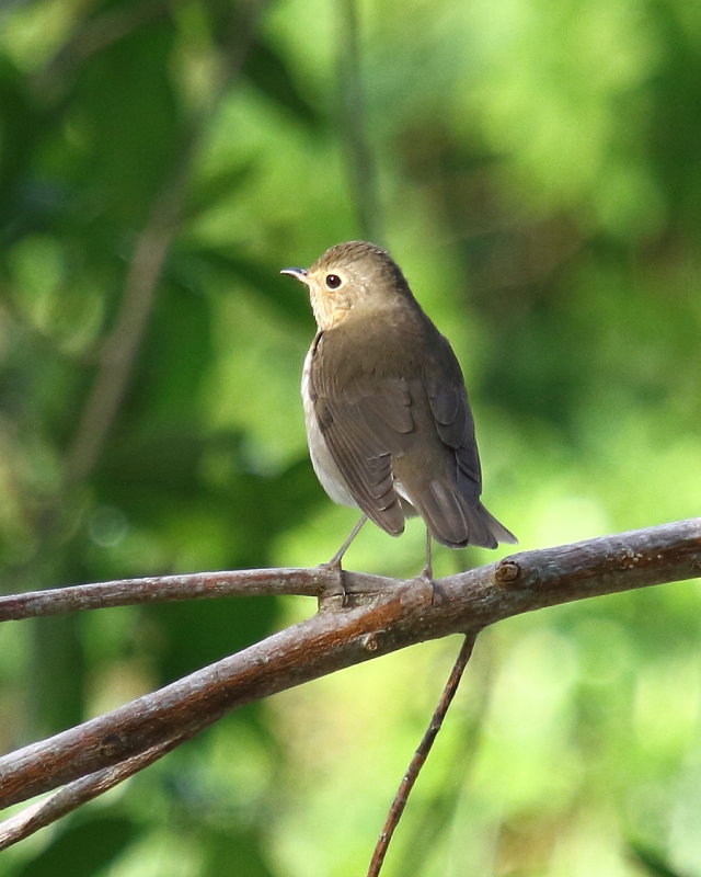 Grey Cheeked Thrush
