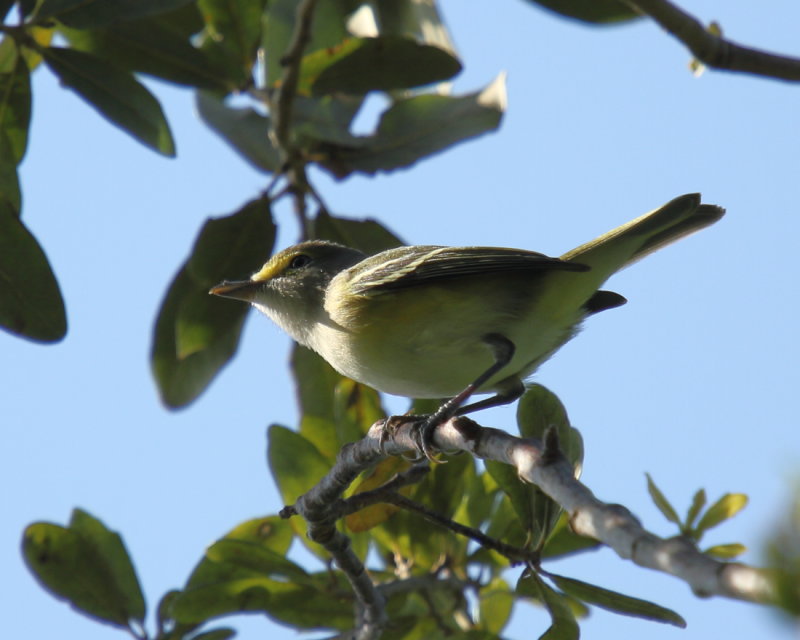 White eyed Vireo