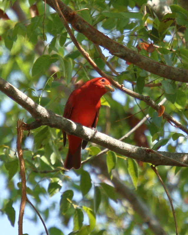 Summer Tanager
