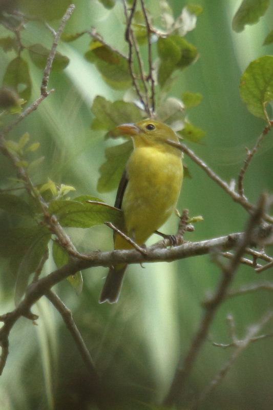 Scarlet tanager