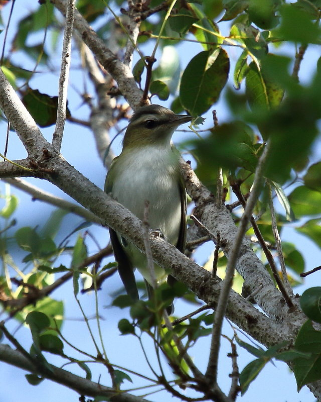 Red eyed Vireo