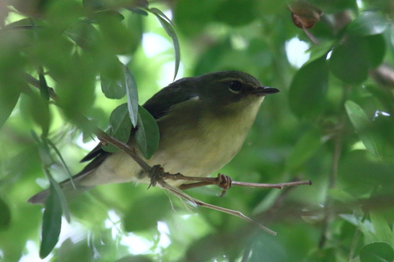 IMG_9822res.JPG